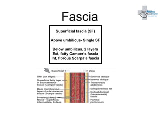 Ppt Anterior Abdominal Wall Powerpoint Presentation Id 1024x768