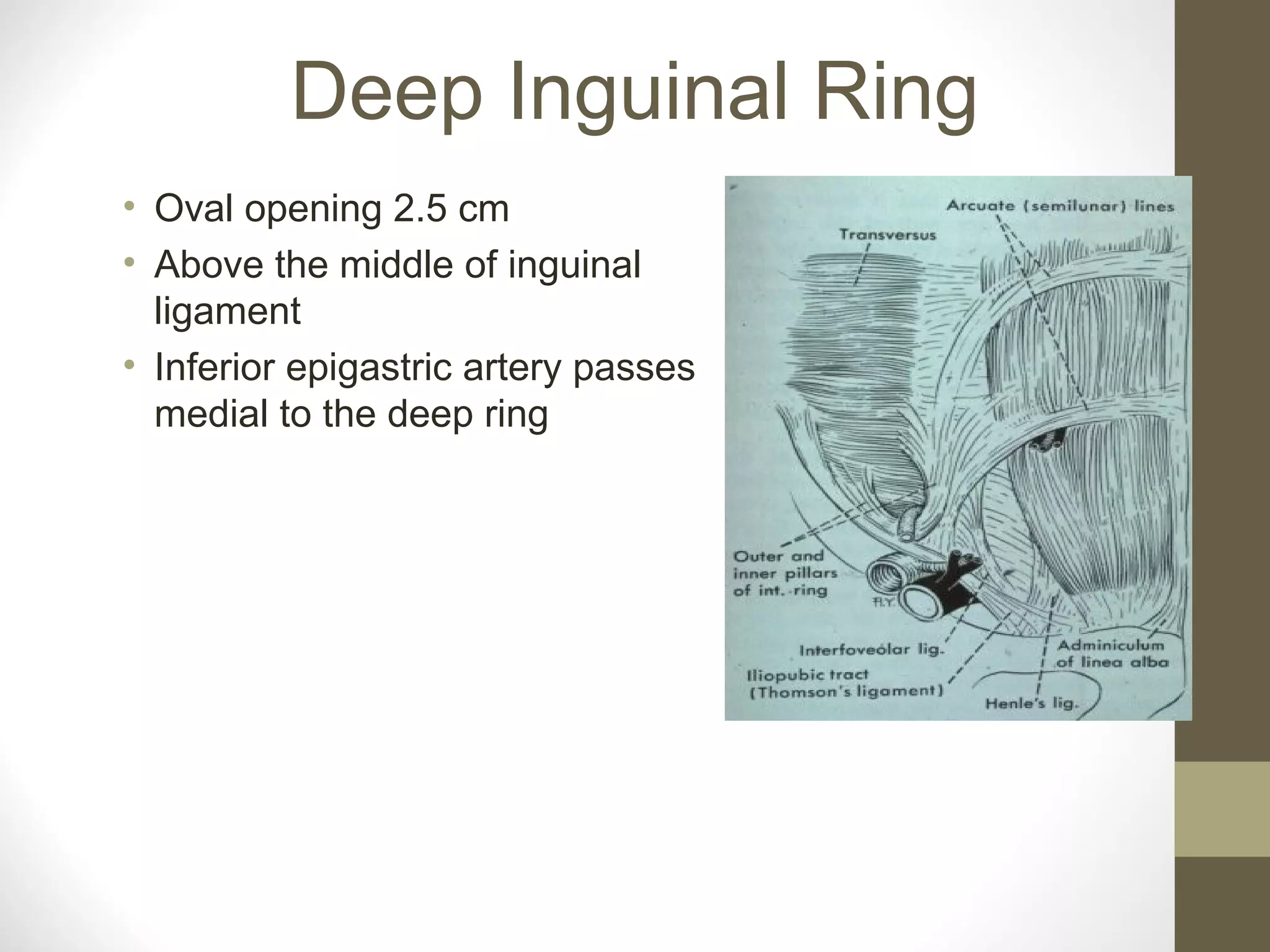 Anterior abdominal muscles | PPT