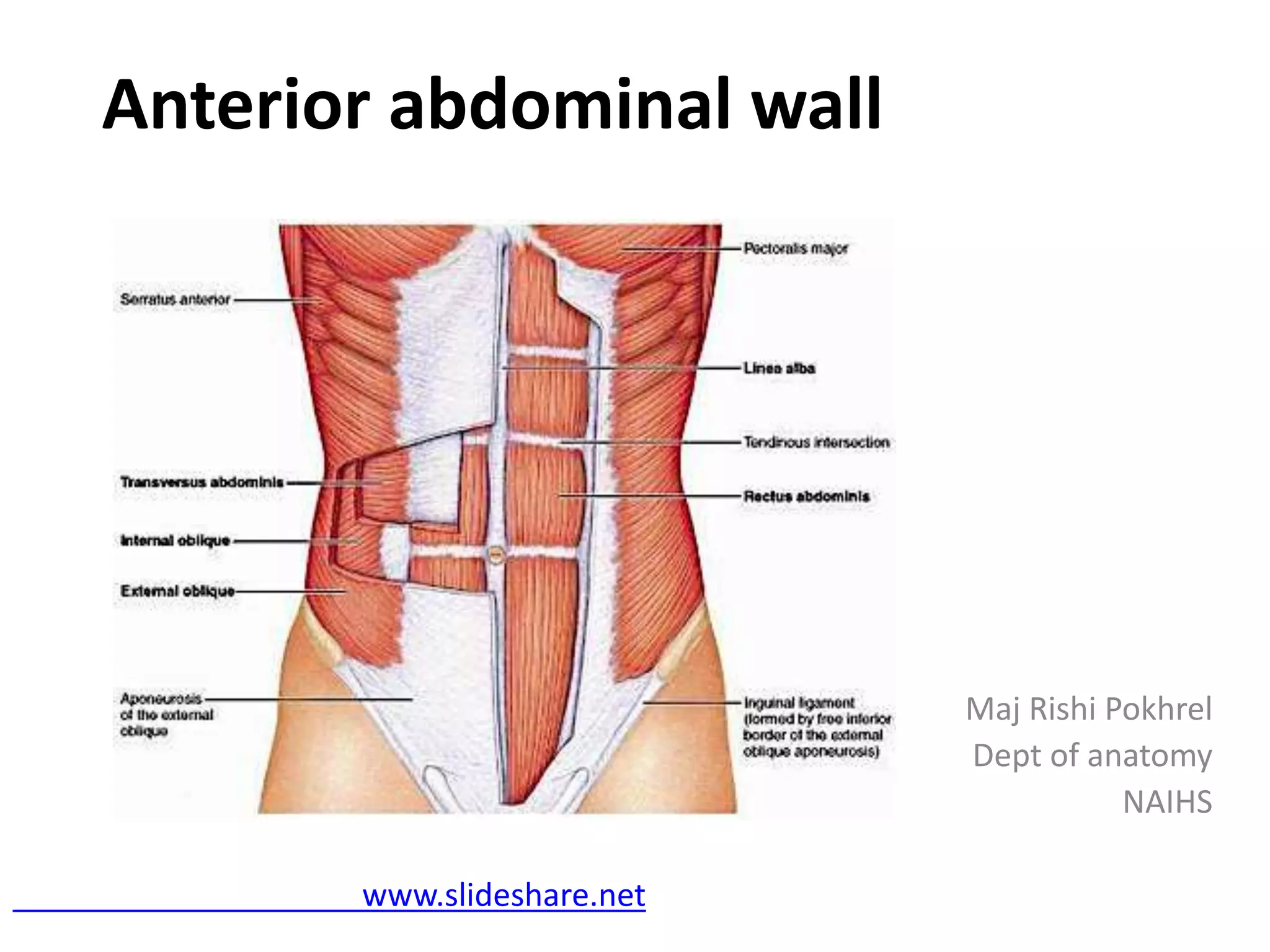 Anterior abdominal wall | PPTX