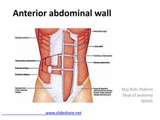 Anterior abdominal wall
Maj Rishi Pokhrel
Dept of anatomy
NAIHS
www.slideshare.net
 