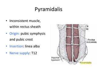 Pyramadlis Pyramidalis Muscle Origin