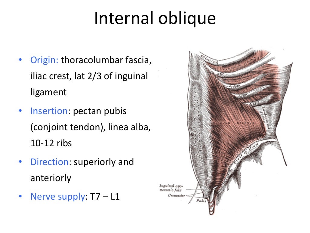 Anterior abdominal wall