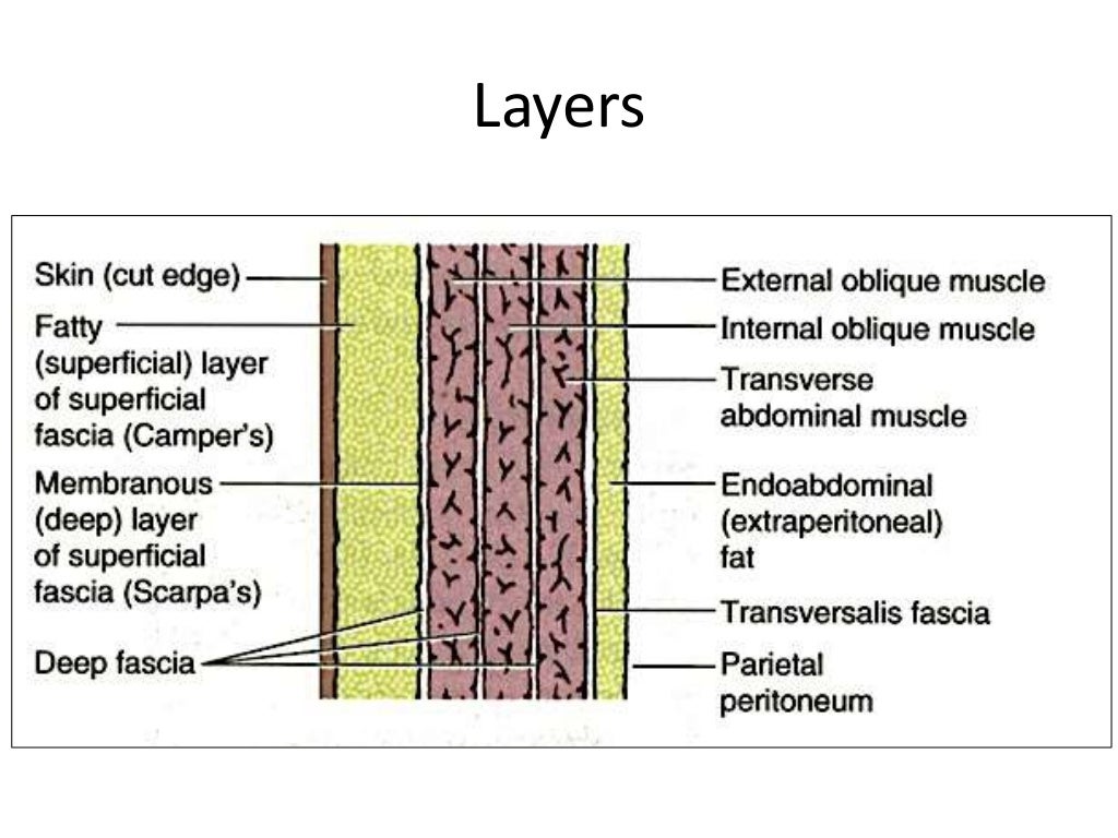 Anterior abdominal wall