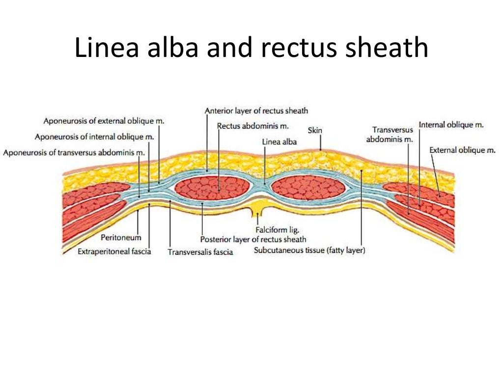 Abdominal Wall Muscles Anatomy Surgical Anatomy Of Anterior Abdominal