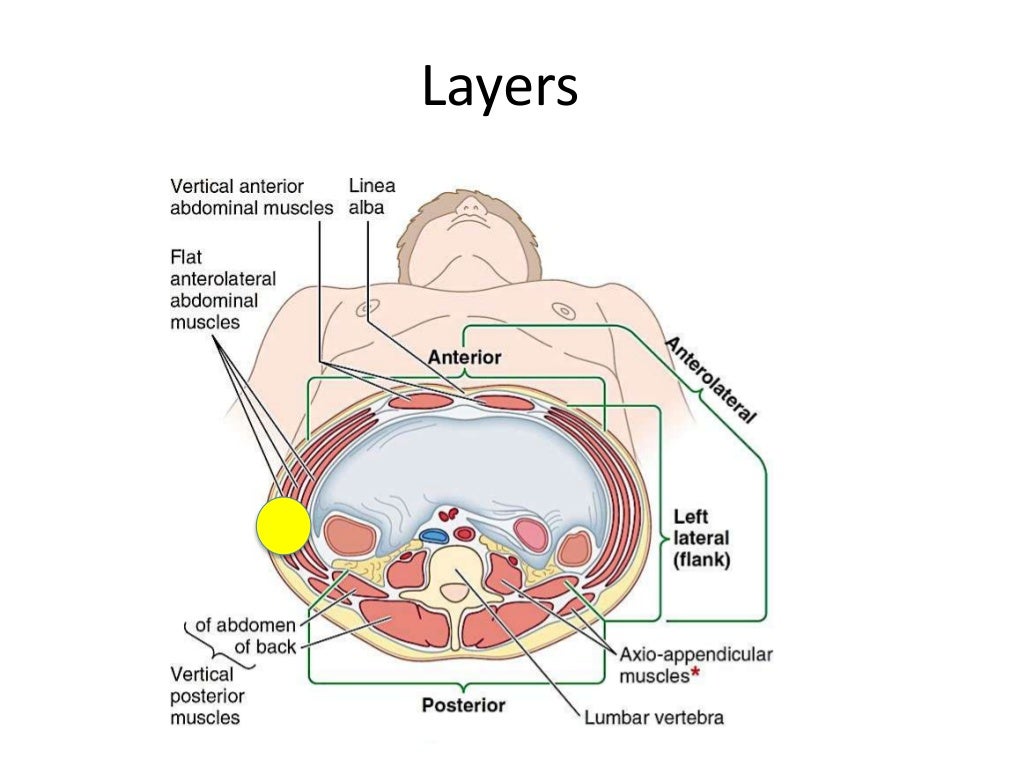 Anterior abdominal wall