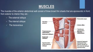 Ppt Anatomy Of Anterior Abdominal Wall Powerpoint PPT DISSECTION OF