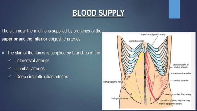 Anterior abdominal wall