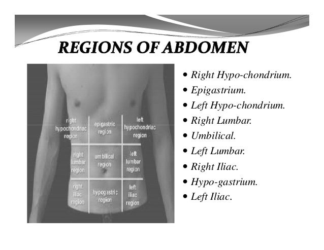 Anterior abdominal wall