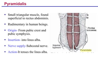 Anterior abdominal wall | PPT