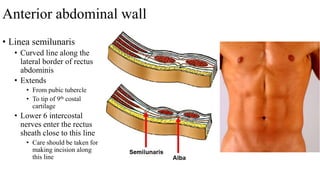 anterior abdominal wall pptx anterior abdominal wall pptx