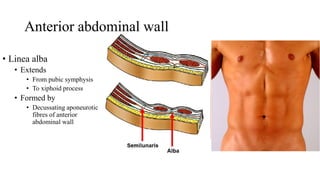 anterior abdominal wall pptx anterior abdominal wall pptx