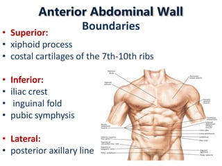Lateral Boundary Rib Anterior abdominal wall.pptx