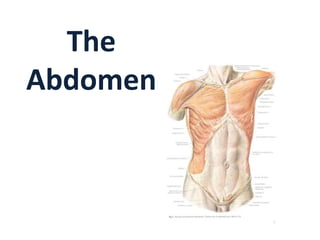 The
Abdomen
 