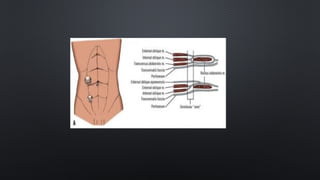 Anterior abdominal wall and it's anatomy.pptx