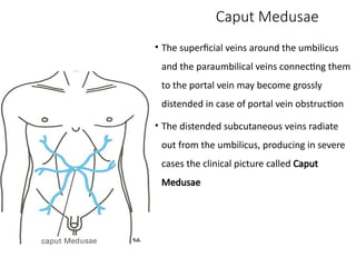 Caput Med Anterior Abdominal wall anatomy of abdomen | PPTX