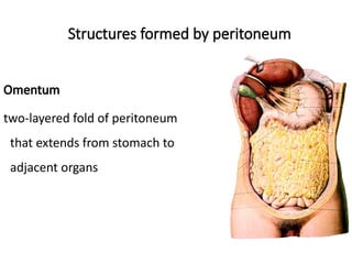 Anterior Abdominal wall anatomy of abdomen | PPTX