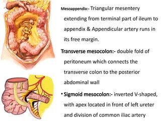 Anterior Abdominal wall anatomy of abdomen | PPTX