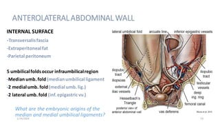 Anterior Abdominal Wall and it's vasculature 2024.pdf