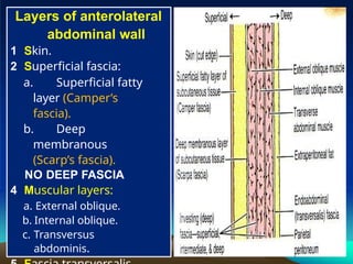Anterior abdominal wall and hernias 2016.pptx