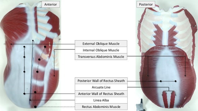 Anterior abdominal wall lab summary