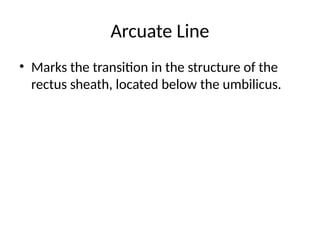 Anterior_Abdominal_Wall_Muscles_20_Slides.pptx