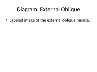 Muscles In Side Anterior_Abdominal_Wall_Muscles_20_Slides.pptx