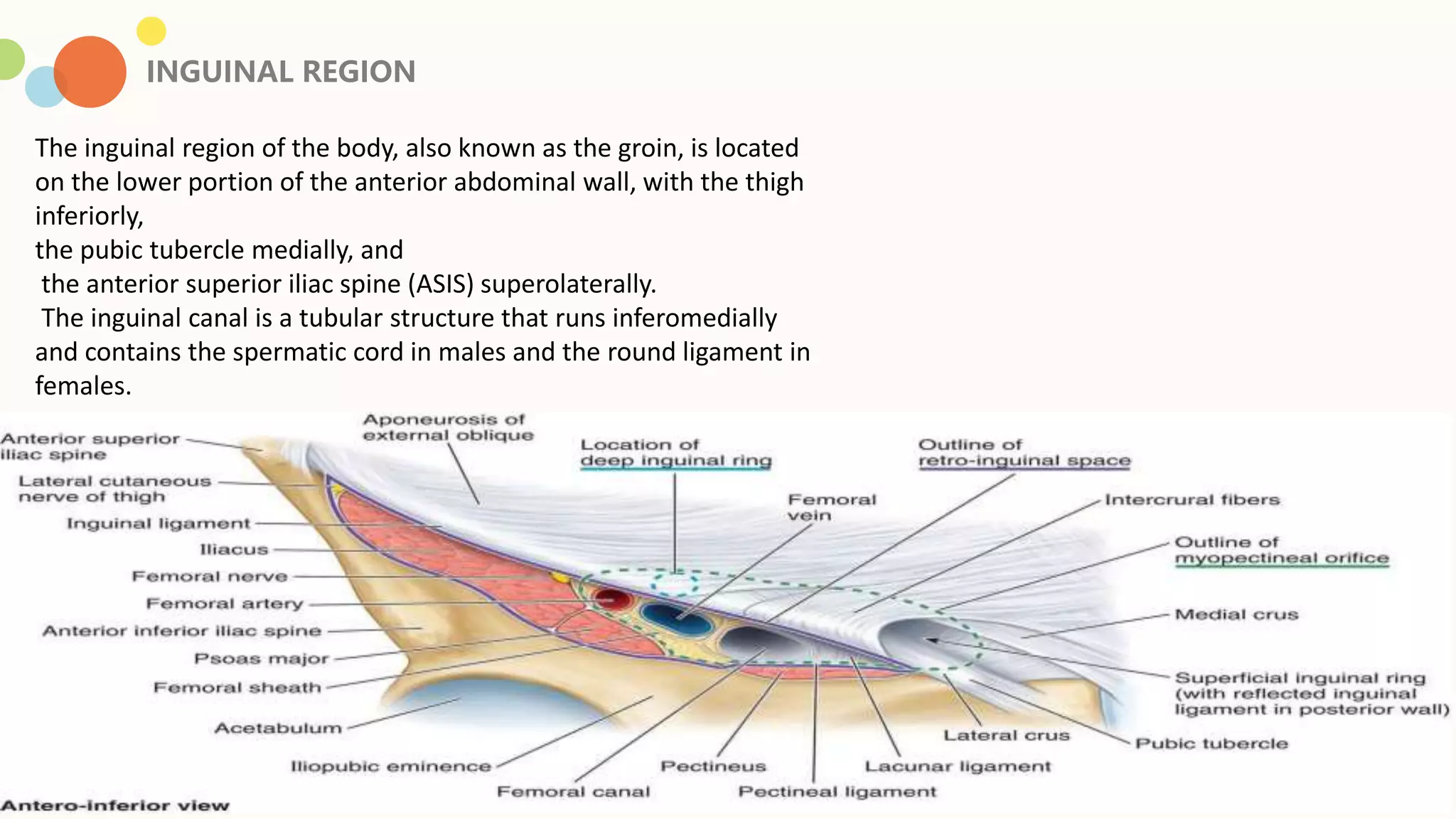 ANTERIOR ABDOMONAL WALL AND INGUINAL REGION.pptx