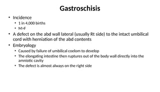 Gastroschisis
• Incidence
• 1 in 4,000 births
• M>F
• A defect on the abd wall lateral (usually Rt side) to the intact umbilical
cord with herniation of the abd contents
• Embryology
• Caused by failure of umbilical coelom to develop
• The elongating intestine then ruptures out of the body wall directly into the
amniotic cavity
• The defect is almost always on the right side
 