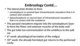 Embryology Contd….
• The lateral plate divides to form
• somatopleuric or parietal layer intraembryonic mesoderm that is in
contact with ectoderm
• Splanchnopleuric or visceral layer of intraembryonic mesoderm
that is in contact with the endoderm
• The paraxial mesoderm migrate into the somatopleuric layer
to form the flexor and extensor muscles of the body wall
• The gut tube has communication at the umbilicus to the yolk
sac
• 6th
week- physiological herniation of the midgut
• 10th
week- the already herniated gut returns to the peritoneal
cavity
 
