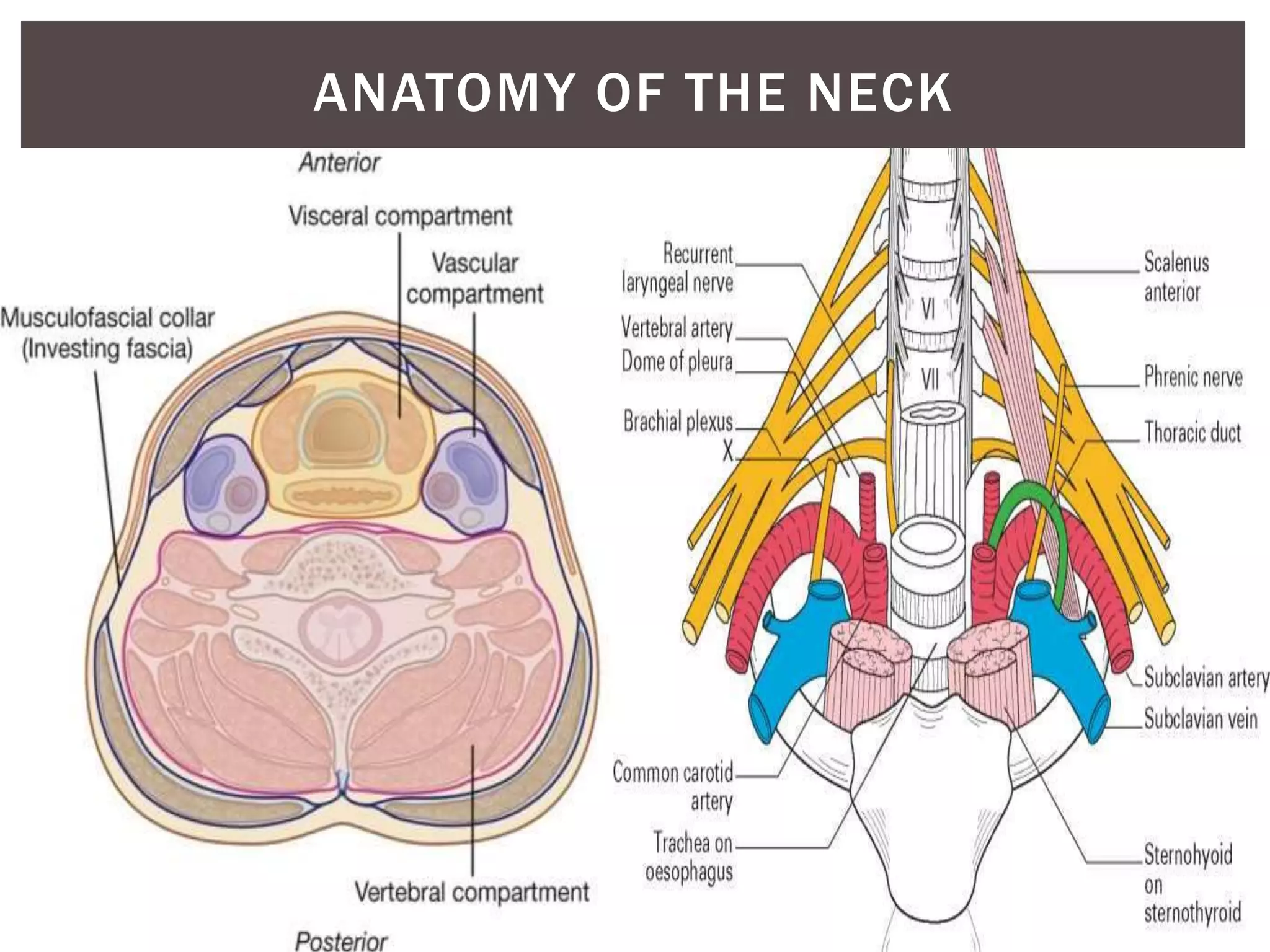 Thoracic Rfa Approach Anterior Approaches To The Thoracic Spine | PPTX