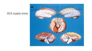 Comprehensive Overview of Anterior Circulation Cerebrovascular Anatomy ...