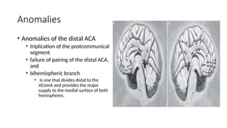 Comprehensive Overview of Anterior Circulation Cerebrovascular Anatomy ...