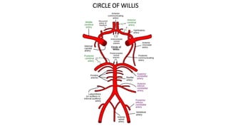 ANTERIOR COMMUNICATING ARTERY ANEURYSMS.pptx