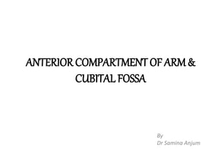 ANTERIOR COMPARTMENT OF ARM &
CUBITAL FOSSA
By
Dr Samina Anjum
 