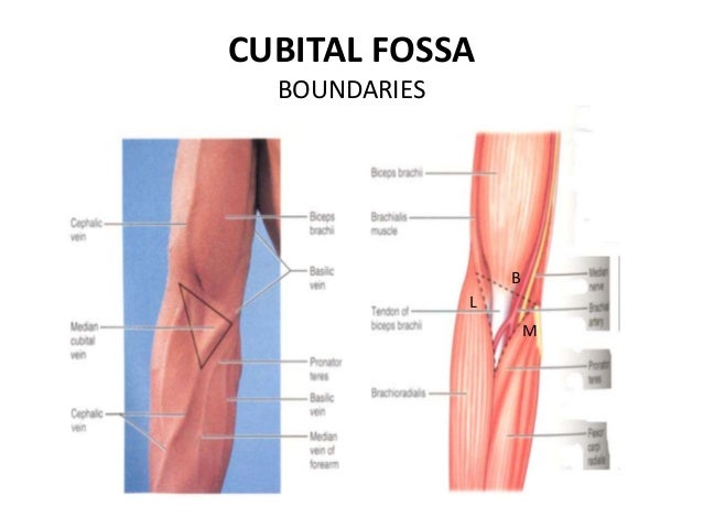 antecubital fossa