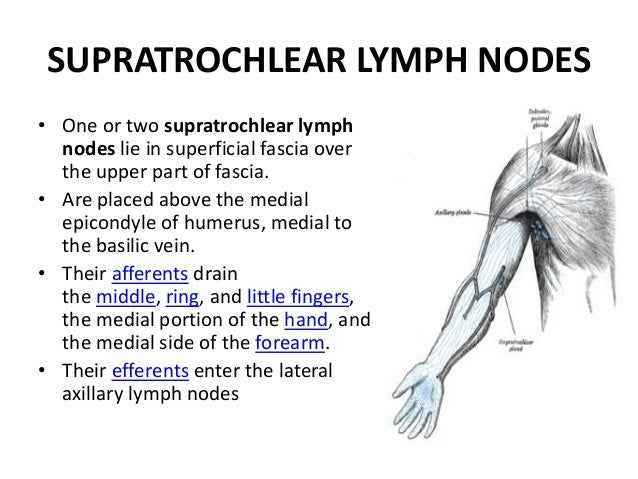 Anterior compartment of arm & cubital fossa