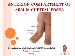 ANTERIOR COMPARTMENT OF
ARM & CUBITAL FOSSA
Dr.N.Mugunthan. MS,DNB,MNAMS,PhD,MBA (Hosp.Admin.)
Professor of Anatomy
SMIMS
 