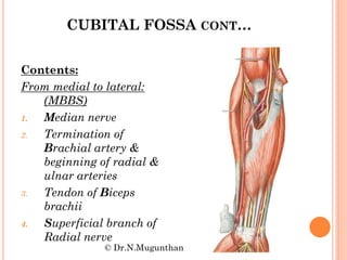 Anterior compartment of arm & cubital fossa Dr.N.Mugunthan | PDF