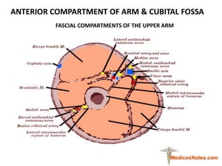 ANTERIOR COMPARTMENT OF ARM & CUBITAL FOSSA
FASCIAL COMPARTMENTS OF THE UPPER ARM
 