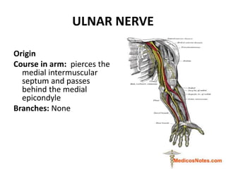 ULNAR NERVE
Origin
Course in arm: pierces the
medial intermuscular
septum and passes
behind the medial
epicondyle
Branches...