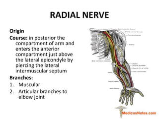 RADIAL NERVE
Origin
Course: in posterior the
compartment of arm and
enters the anterior
compartment just above
the lateral...