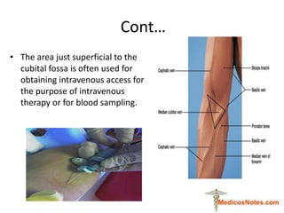 Cont…
• The area just superficial to the
cubital fossa is often used for
obtaining intravenous access for
the purpose of i...