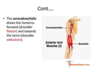 Cont….
• The coracobrachialis
draws the humerus
forward (shoulder
flexion) and towards
the torso (shoulder
adduction).
 