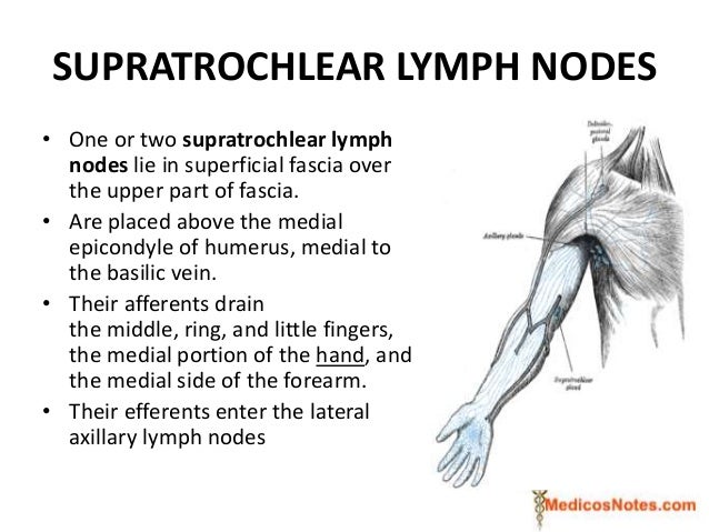 Anterior compartment of cubital fossa and arm medicos notes.com