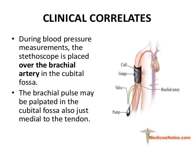Anterior compartment of cubital fossa and arm medicos notes.com