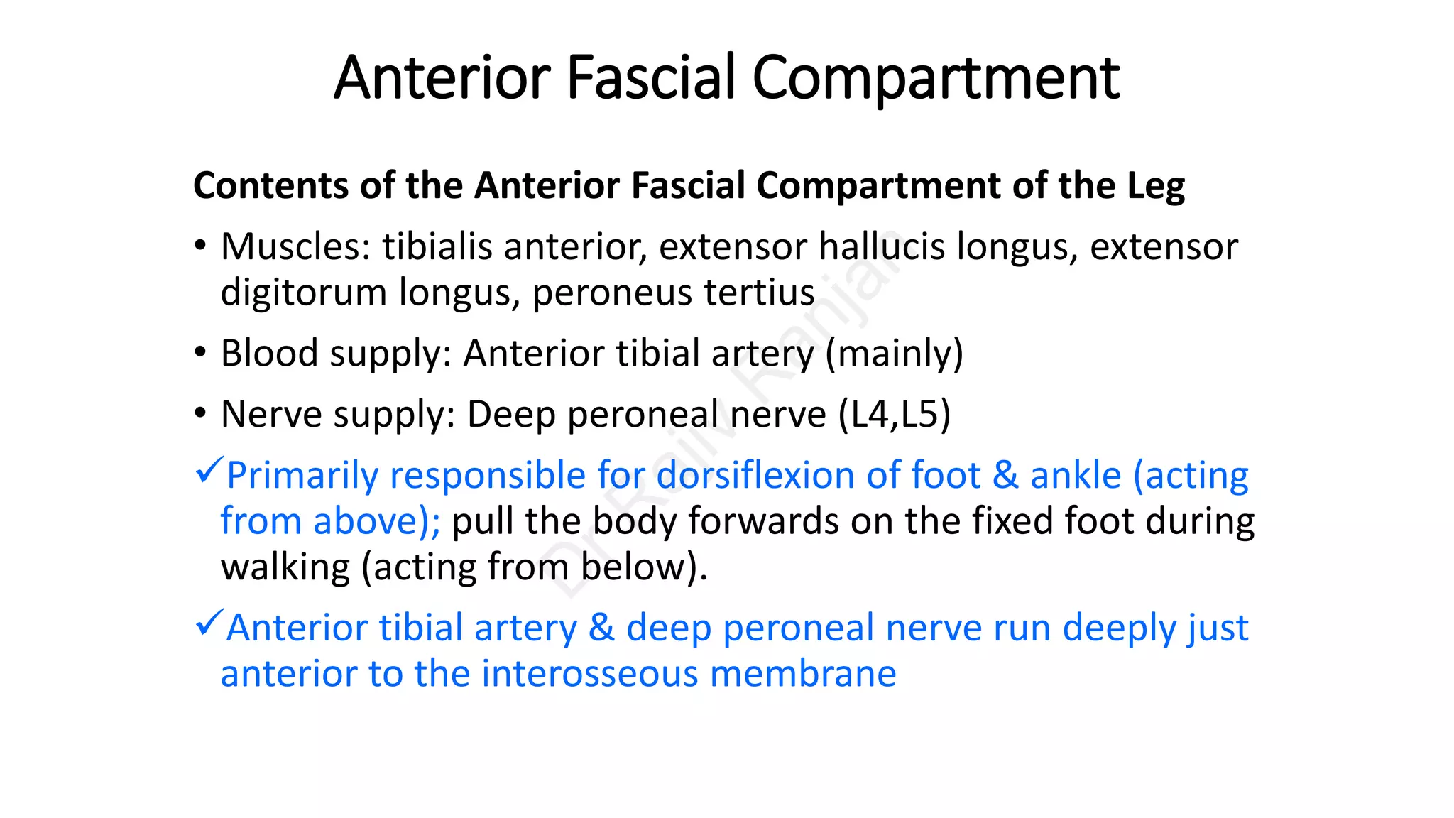 Anterior compartment of leg | PDF