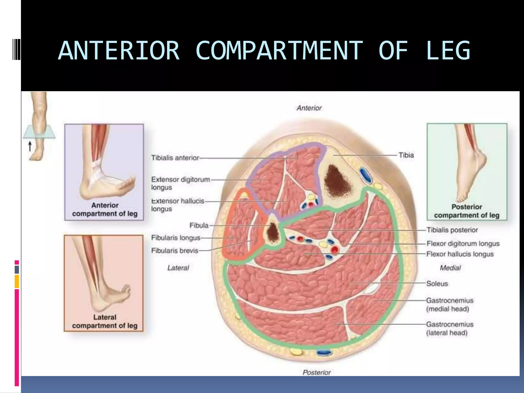Anatomy of Anterior compartment of leg.pptx