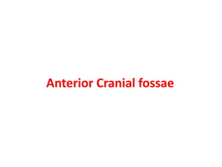 Anterior Cranial fossae
 