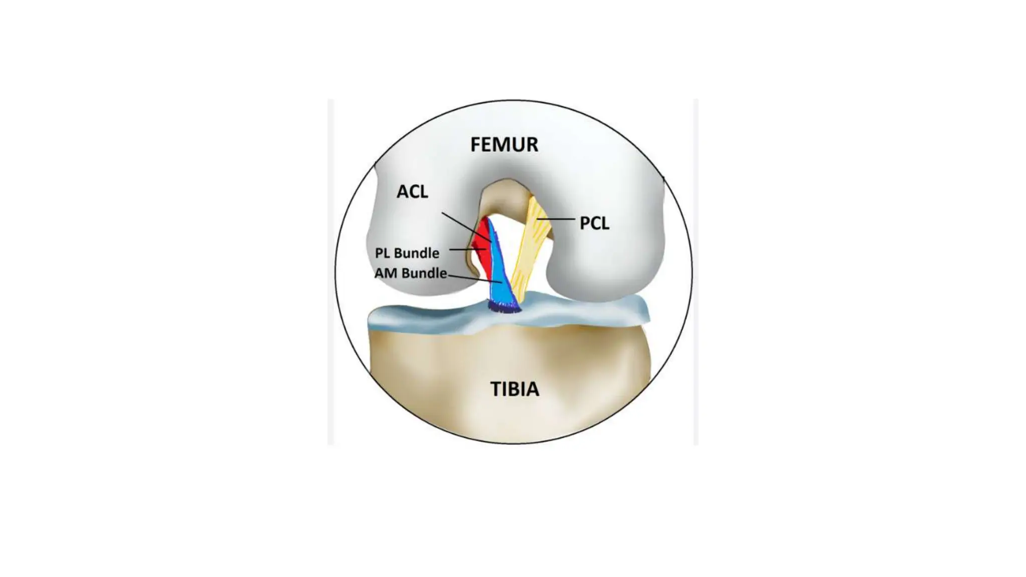 Anterior Cruciate Ligament.pptx