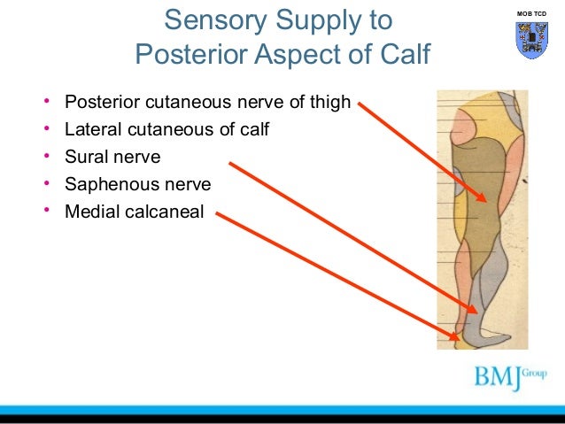 Anterior lateral and_posterior_compartments_of_calf